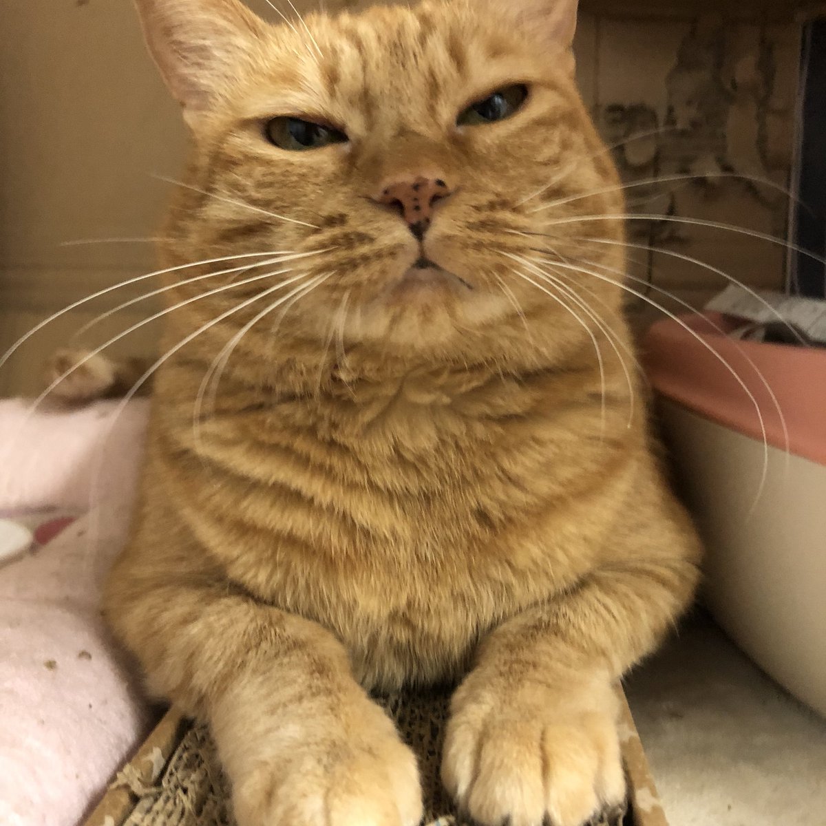 🐾今日の里親様募集中ニャンコ🐱メンバーです🐾天神橋店のTwitterのアドレスが変わりました！2019,9,11